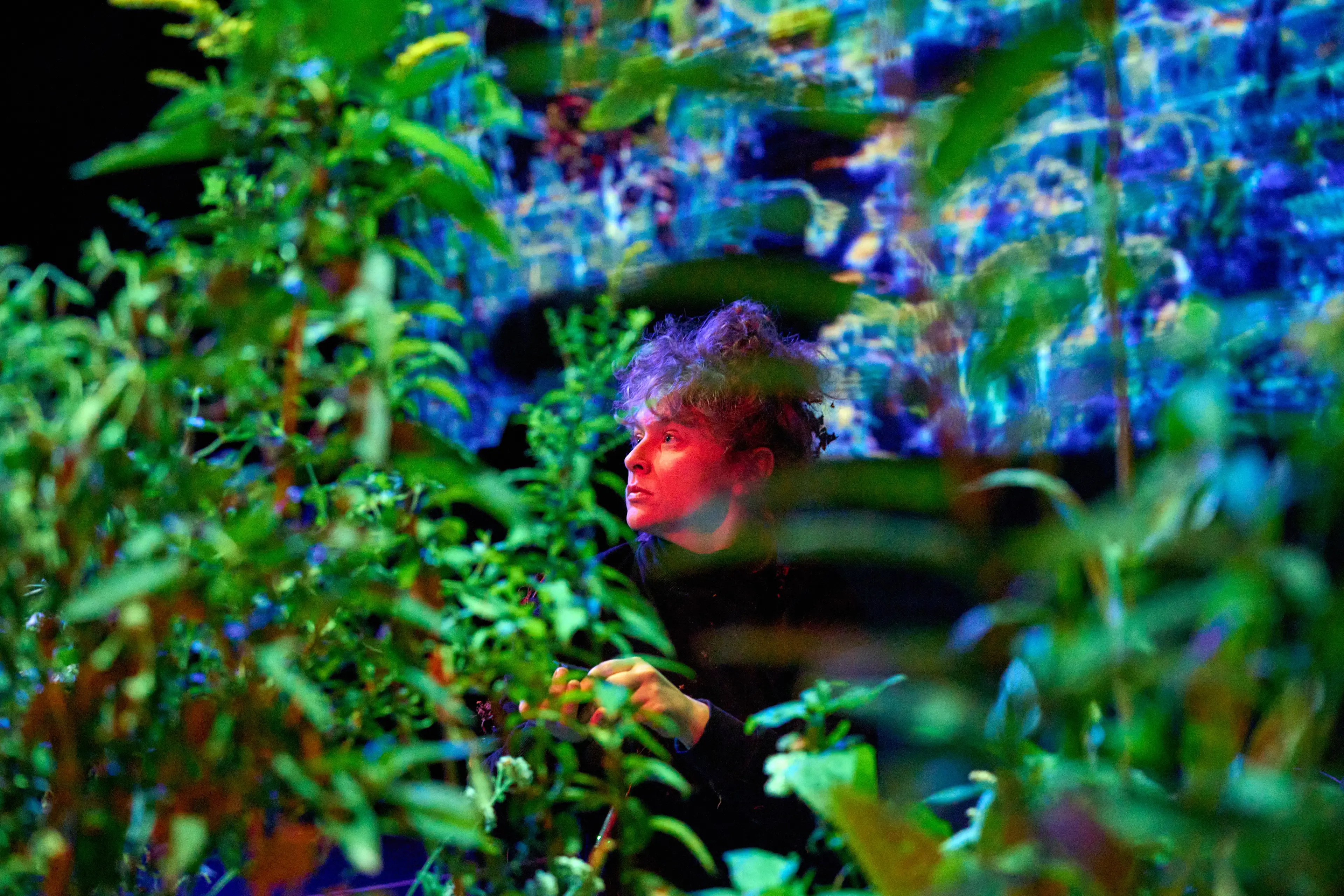 FALLOPIA at The Voxel